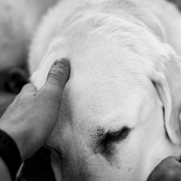 Cremazione Animali Milano: uomo carezza il suo cane