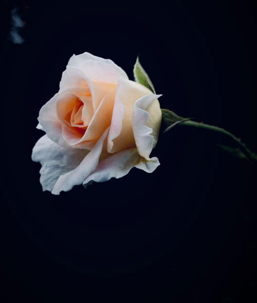 Fiori per Funerale Milano: Rosa