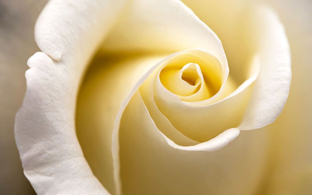 Fiori per Funerale Milano: Quali Scegliere?